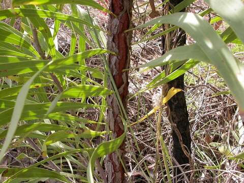 Imagem de Persoonia falcata R. Br.