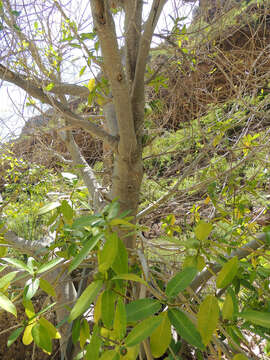 Image of Ficus insipida Willd.