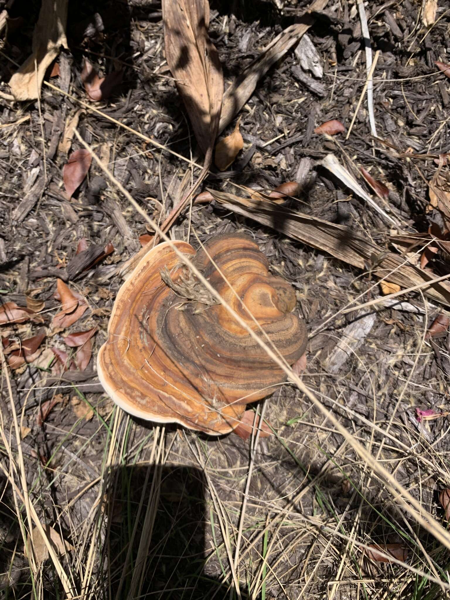 Image of Ganoderma zonatum Murrill 1902