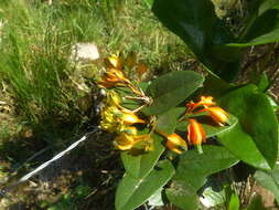 Image de Macleania pentaptera Hørold