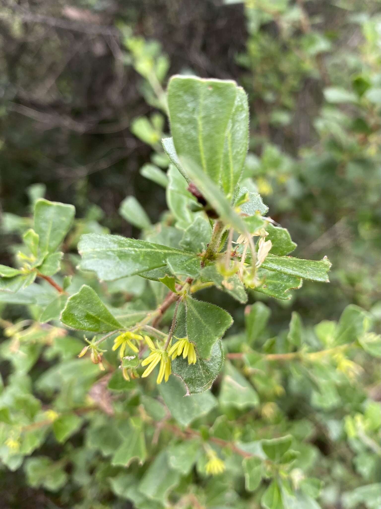 Image de Dodonaea triangularis Lindl.