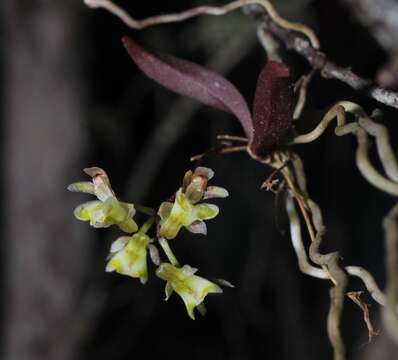 Image of Plectorrhiza beckleri