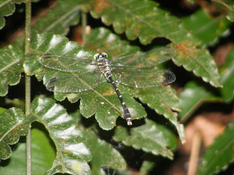 Image of Heliogomphus retroflexus (Ris 1912)