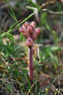 Imagem de Orobanche caryophyllacea Sm.