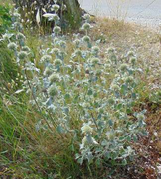 Image of horehound