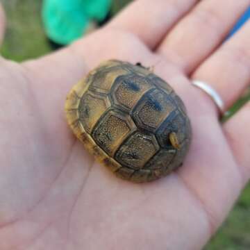 Image of Middle Eastern spur-thighed tortoise