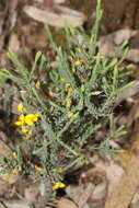 Image of Eutaxia microphylla (R. Br.) J. M. Black