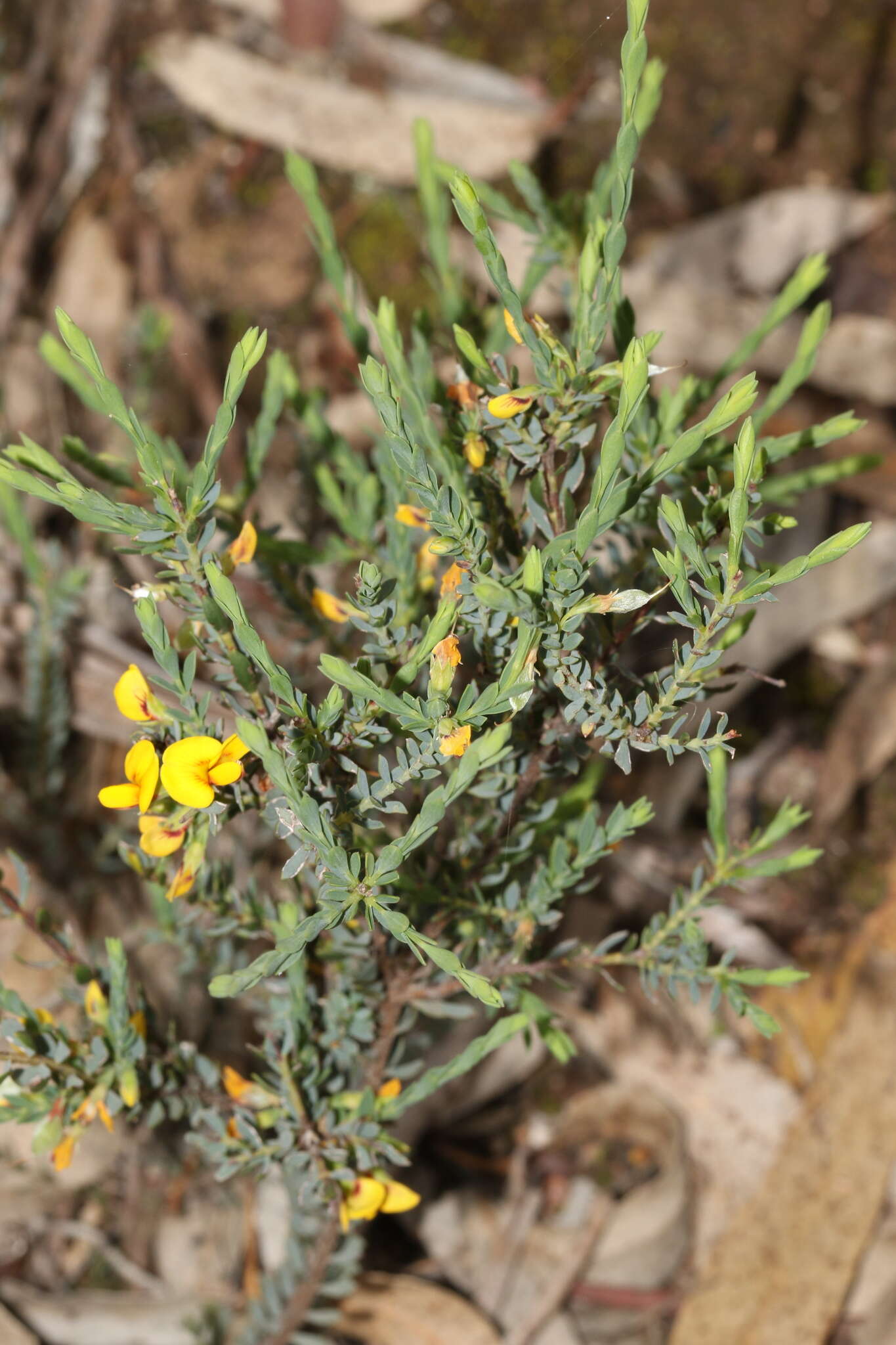 Image of Eutaxia microphylla (R. Br.) J. M. Black