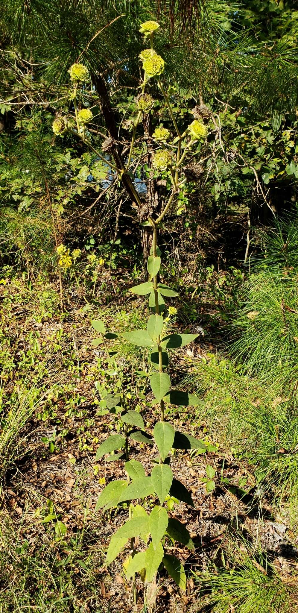 Image of <i>Silphium <i>integrifolium</i></i> var. integrifolium