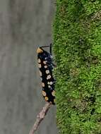 Image of Lystrenia dyrceae Fennah & Carvalho 1963