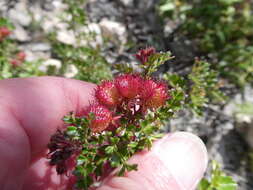 Image de Dodonaea humilis Endl.