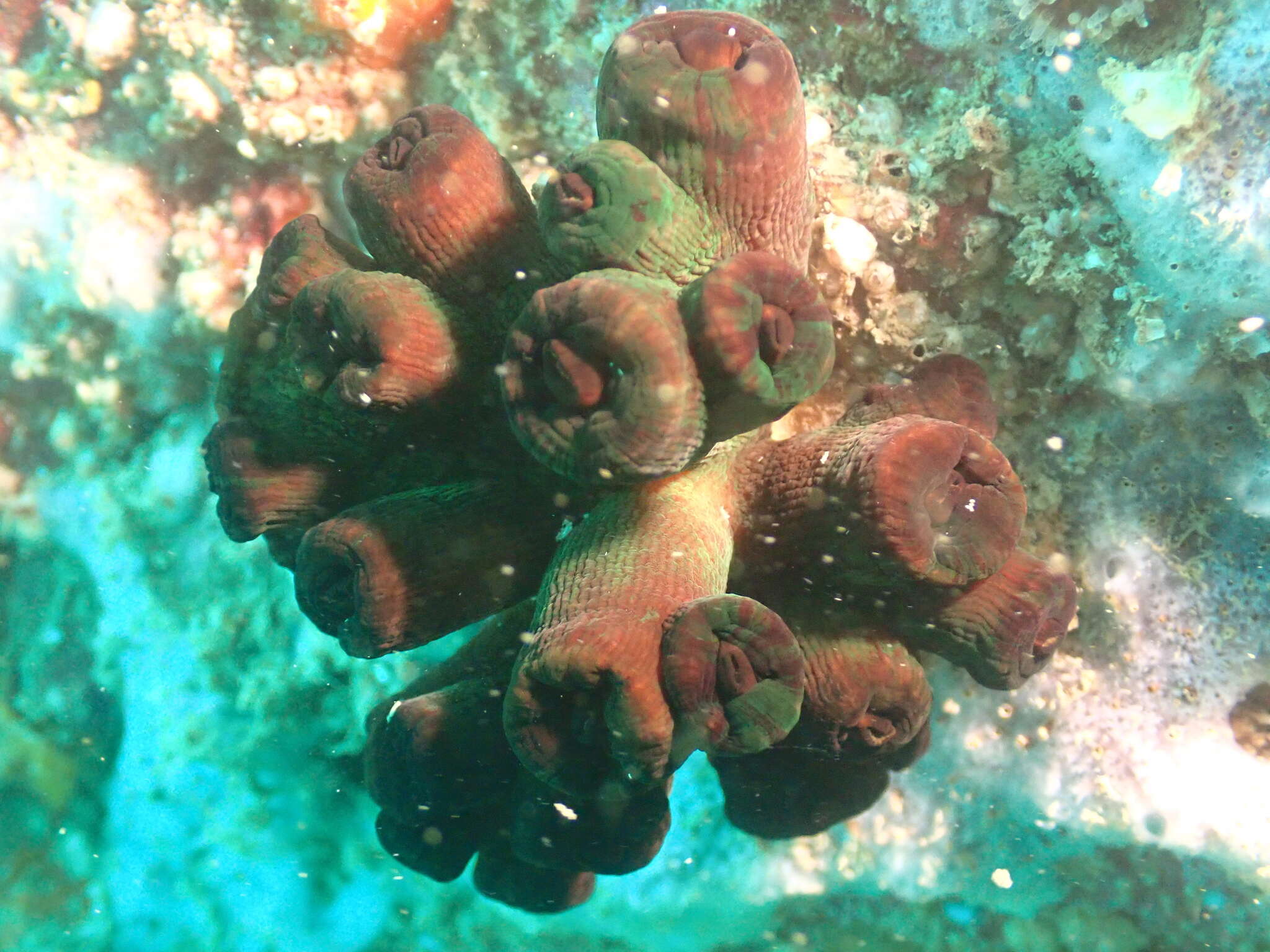 Image of Tubastraea diaphana (Dana 1846)