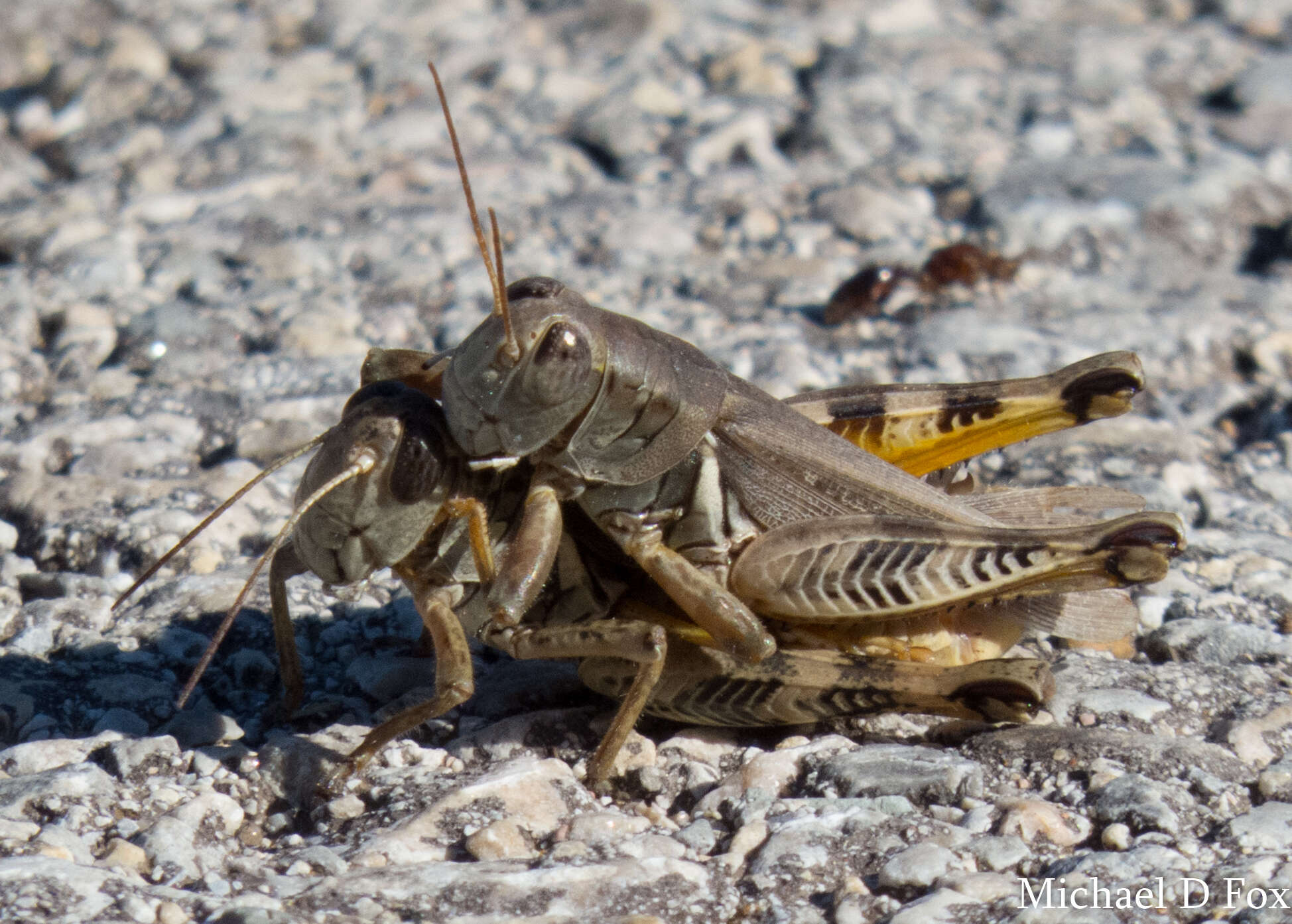 Melanoplus ponderosus (Scudder & S. H. 1875)的圖片