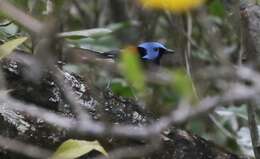 Image of Lovely Fairy-wren