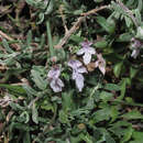 Sivun Teucrium brevifolium Schreb. kuva
