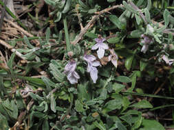 Sivun Teucrium brevifolium Schreb. kuva