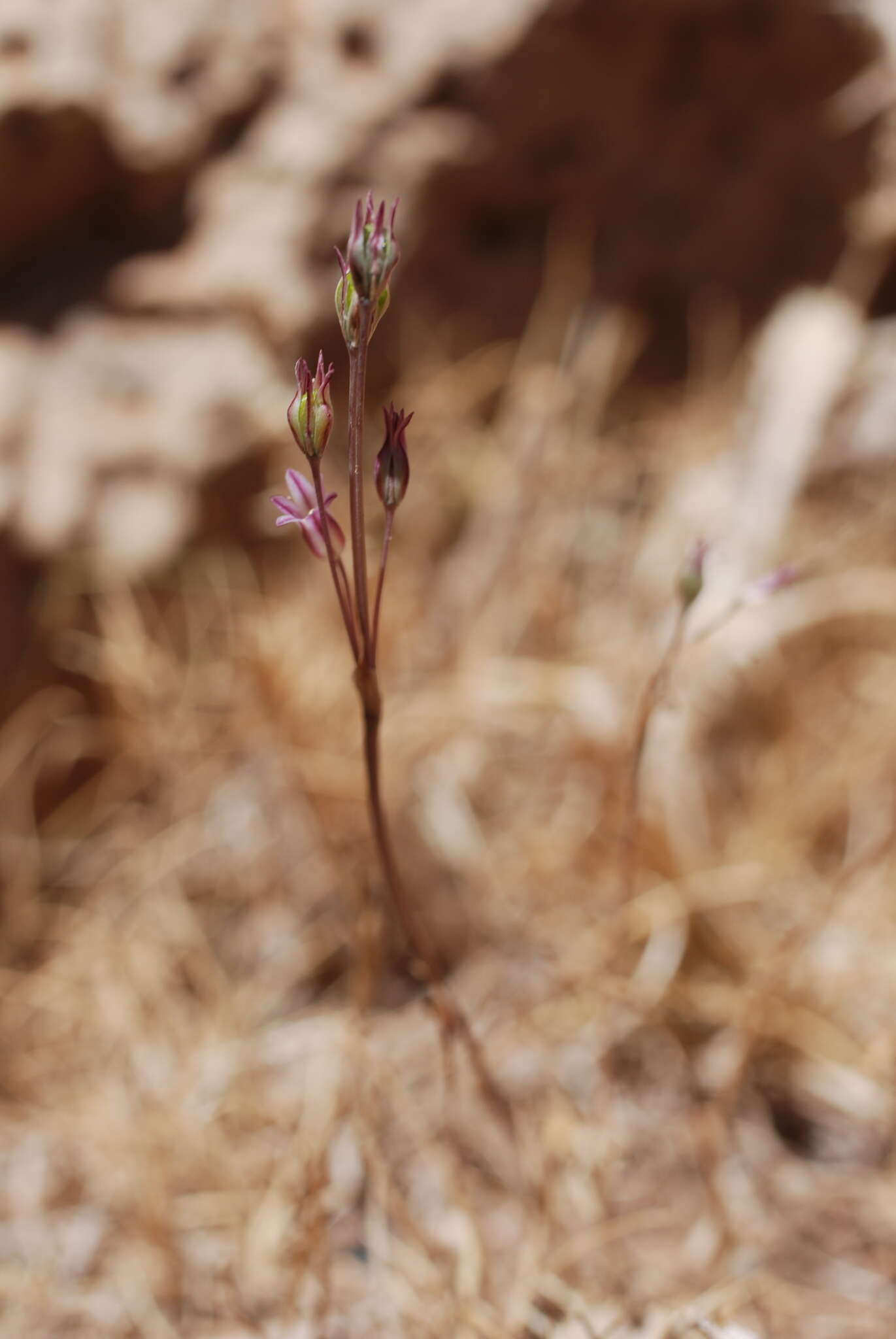 Image of Allium parciflorum Viv.