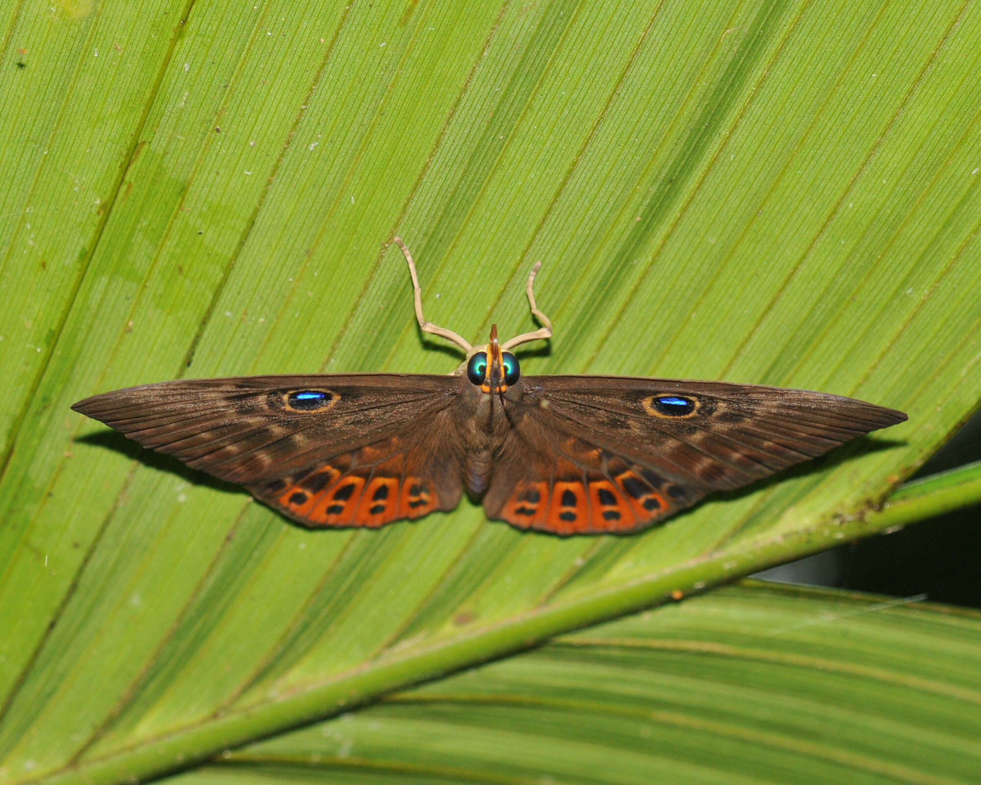 Image of Eurybia patrona Weymer 1875