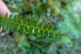 Image of Polystichum levingei C. Hope ex Christ