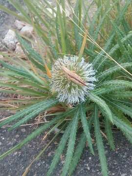 Image of Echinops longifolius A. Rich.