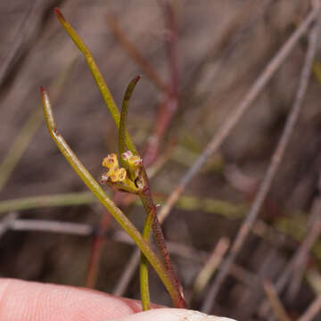 Слика од Centella macrocarpa (Rich.) Adamson