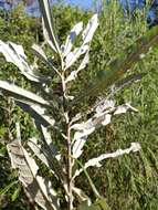 Image of Brachylaena elliptica (Thunb.) Less.