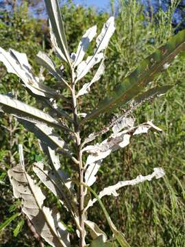 Image of Brachylaena elliptica (Thunb.) Less.