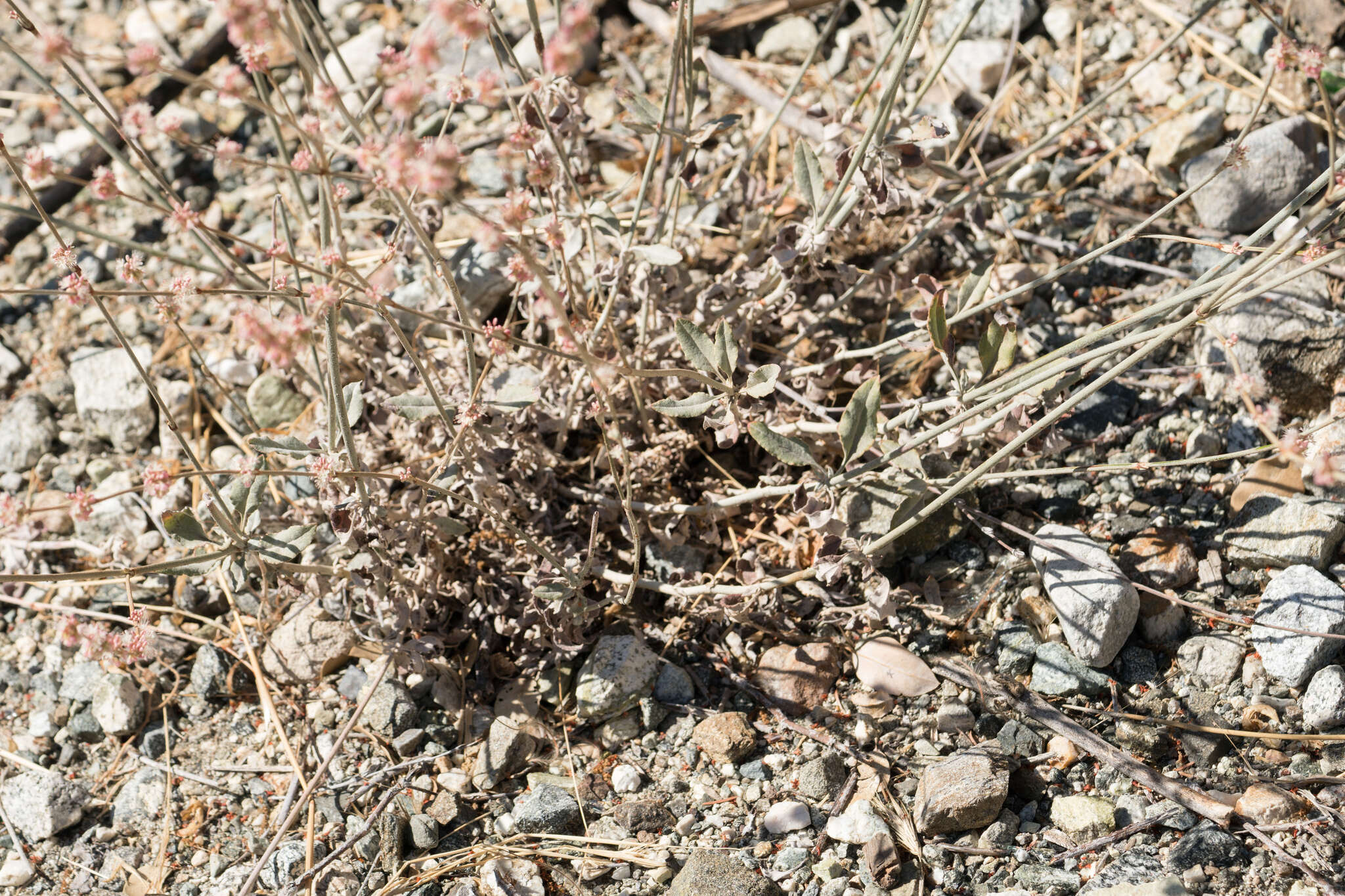 Image of longstem buckwheat