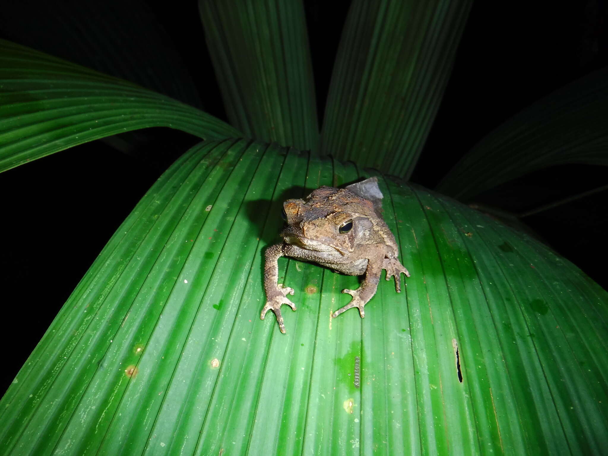 Image of Rhinella margaritifera (Laurenti 1768)