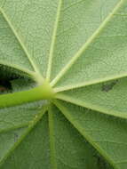 Image of broadtooth lady's mantle