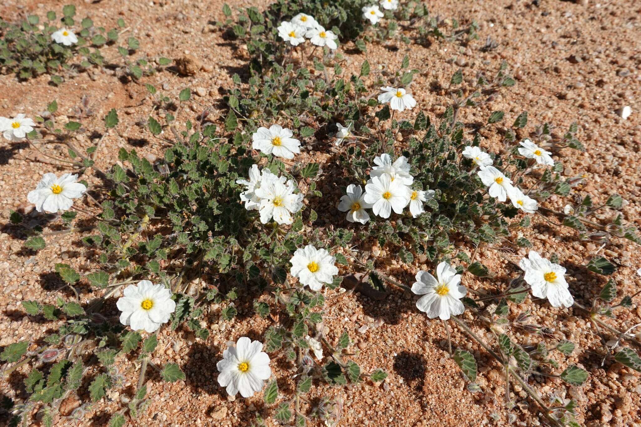 Image of Monsonia umbellata Harv.