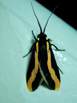 صورة Euplesia sphingidea Perty 1833