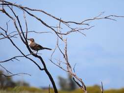 Image of Chestnut-crowned Babbler