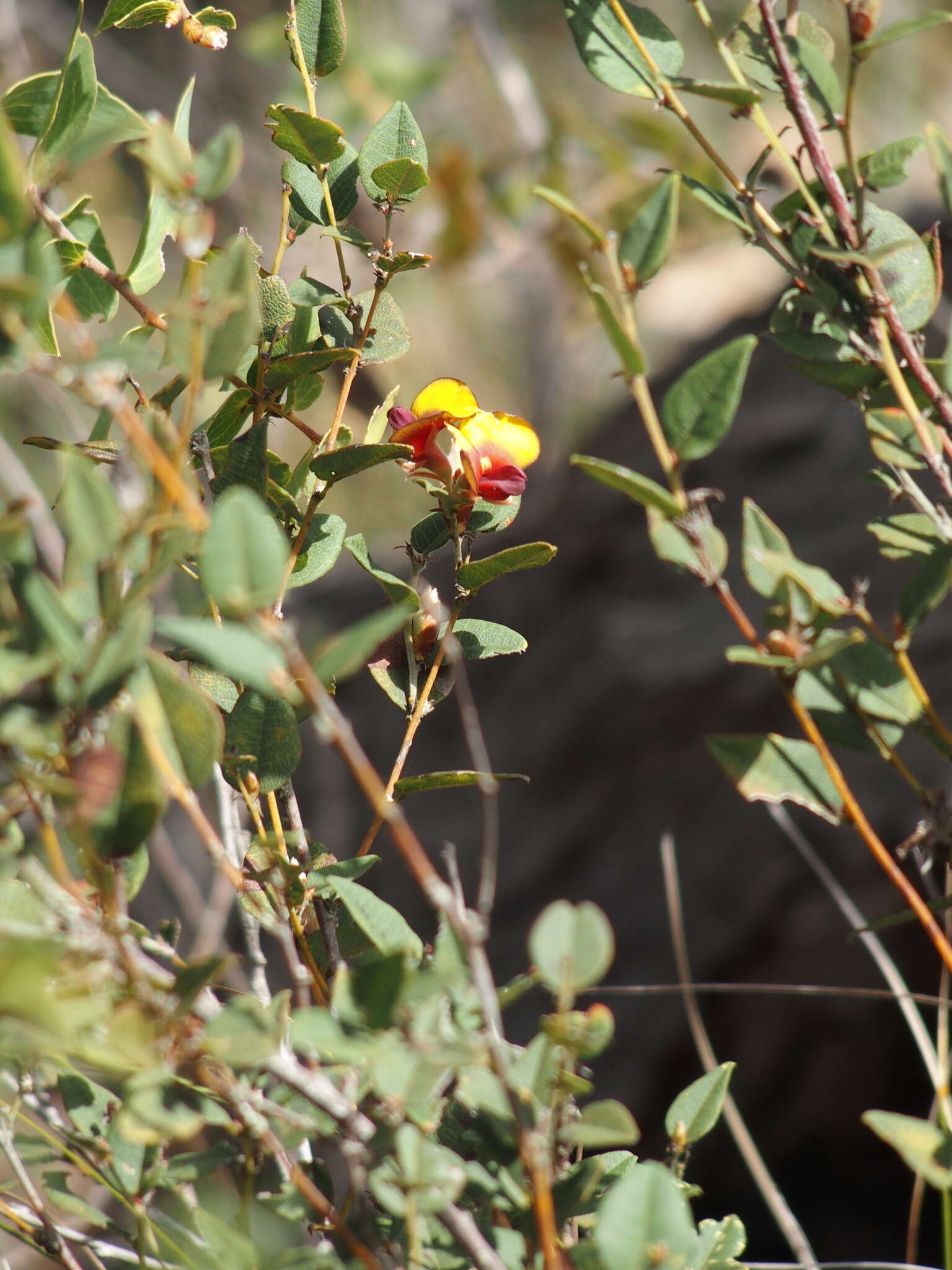 Plancia ëd Bossiaea ornata Benth.