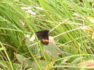 Image of Erebia niphonica Janson 1877