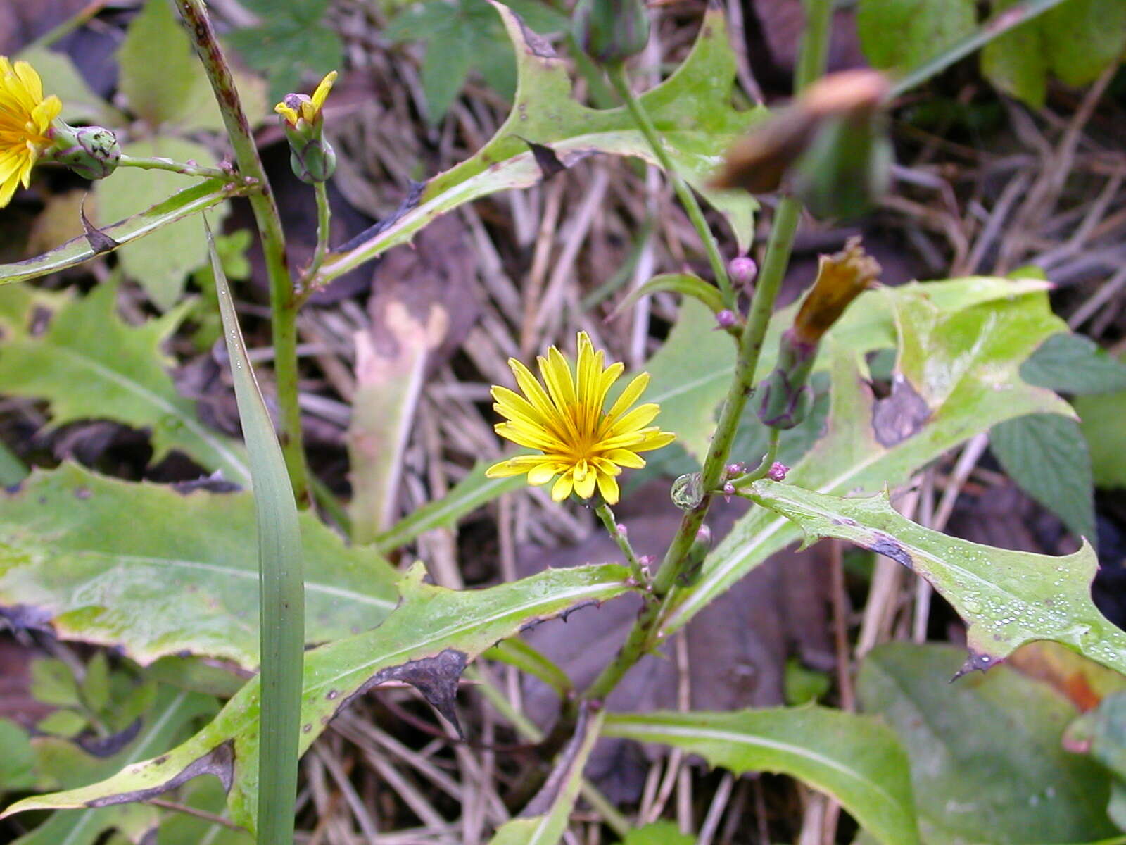 Image of Indian lettuce