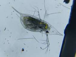 Image of helmeted waterflea