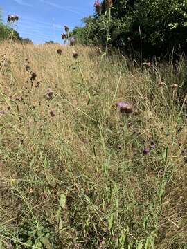 Image de Centaurea nemoralis Jord.