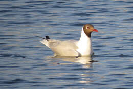 Image de Mouette de Patagonie