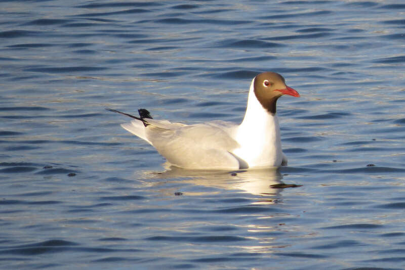 Image de Mouette de Patagonie