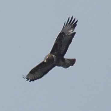 Image of <i>Buteo buteo rothschildi</i>