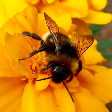 Image of Vestal cuckoo bee