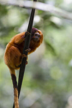 Image of Golden Lion Tamarin