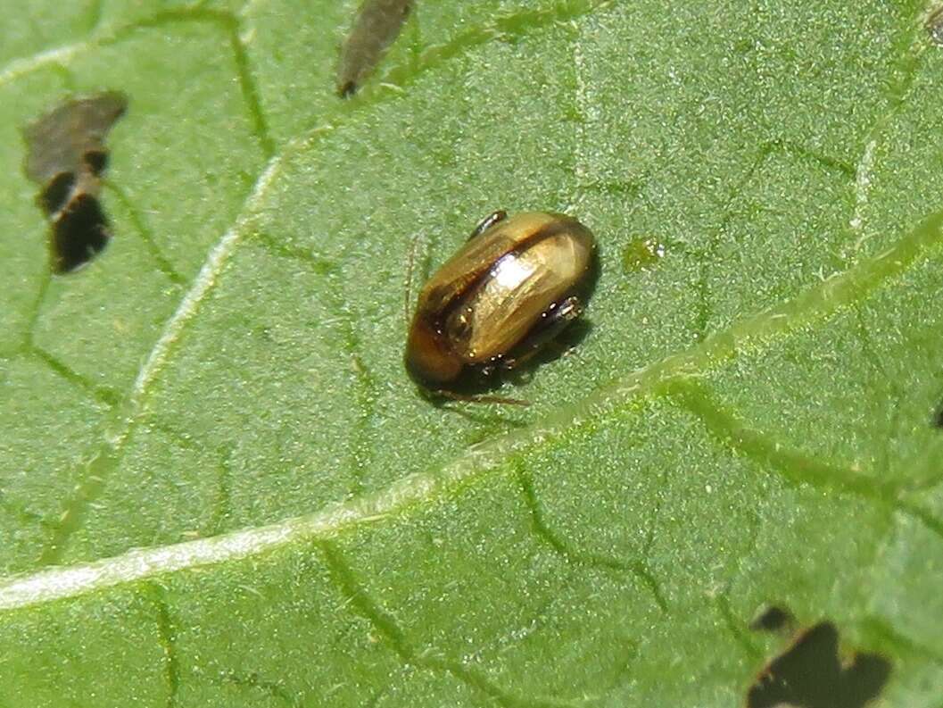 Image of Potato flea beetle