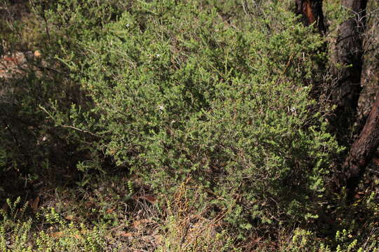 Image of Calytrix tetragona Labill.