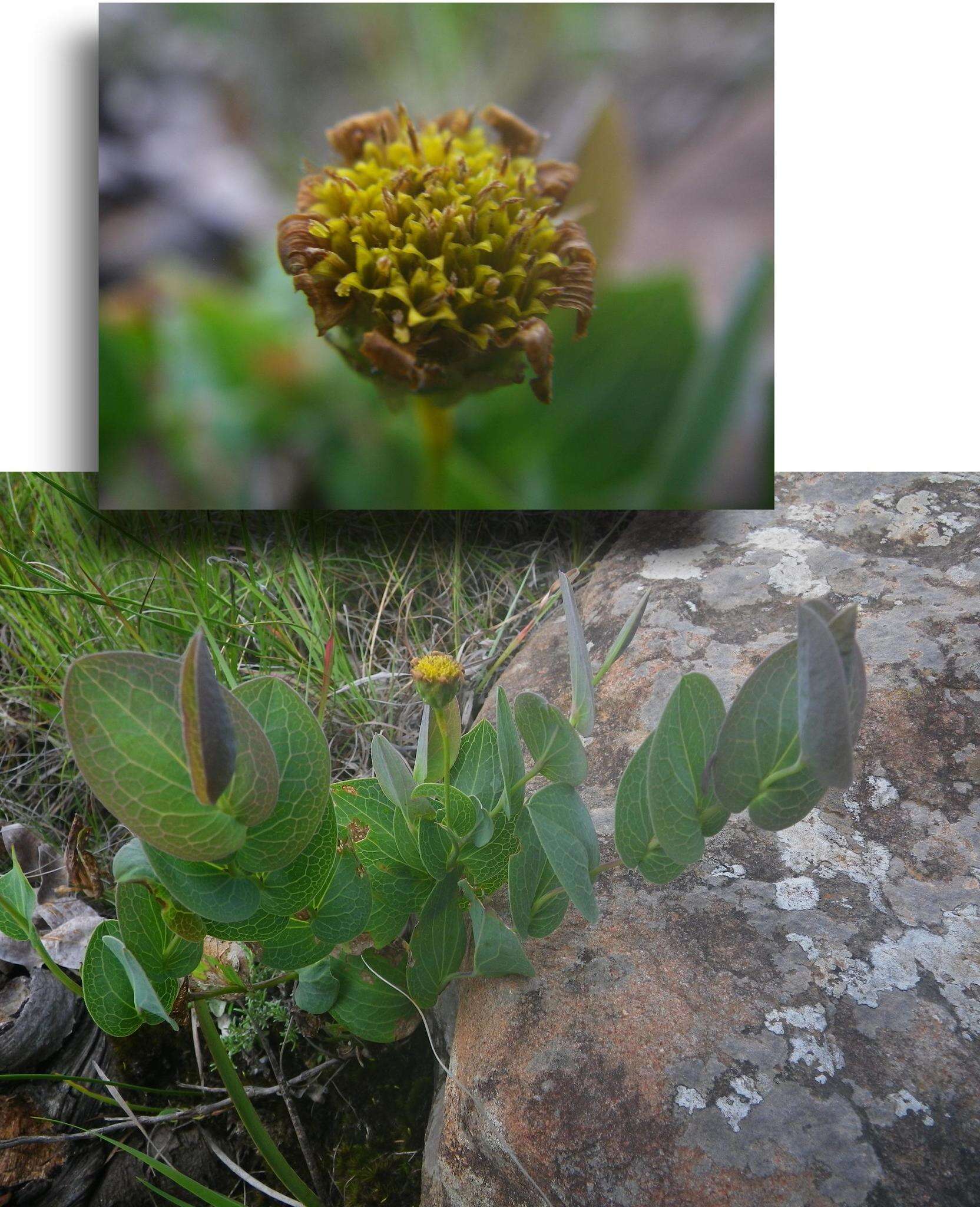 Image de Afroaster perfoliatus (Oliv.) J. C. Manning & Goldblatt