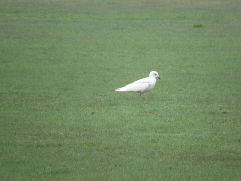 Image of Iceland Gull