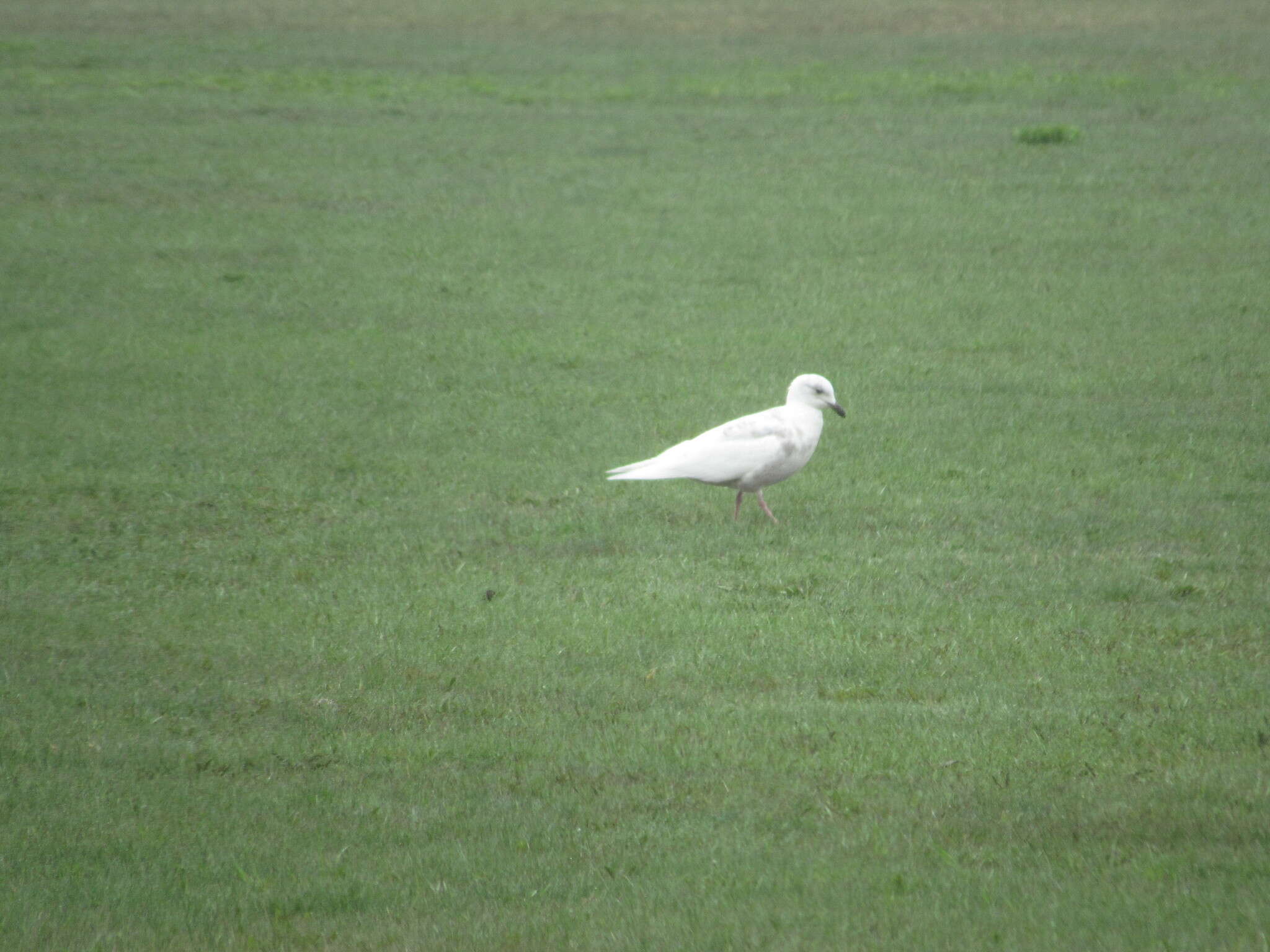 Image of Iceland Gull