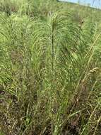 Plancia ëd Helianthus salicifolius A. Dietr.