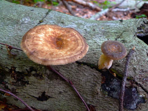 Image of Bresadolia craterella (Berk. & M. A. Curtis) Audet